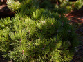 Pinus leucoderims Schmidtii IMG_3880 Sosna bośniacka